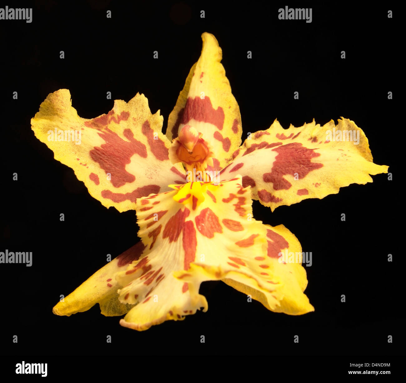 red spotted yellow orchid flower in black back Stock Photo