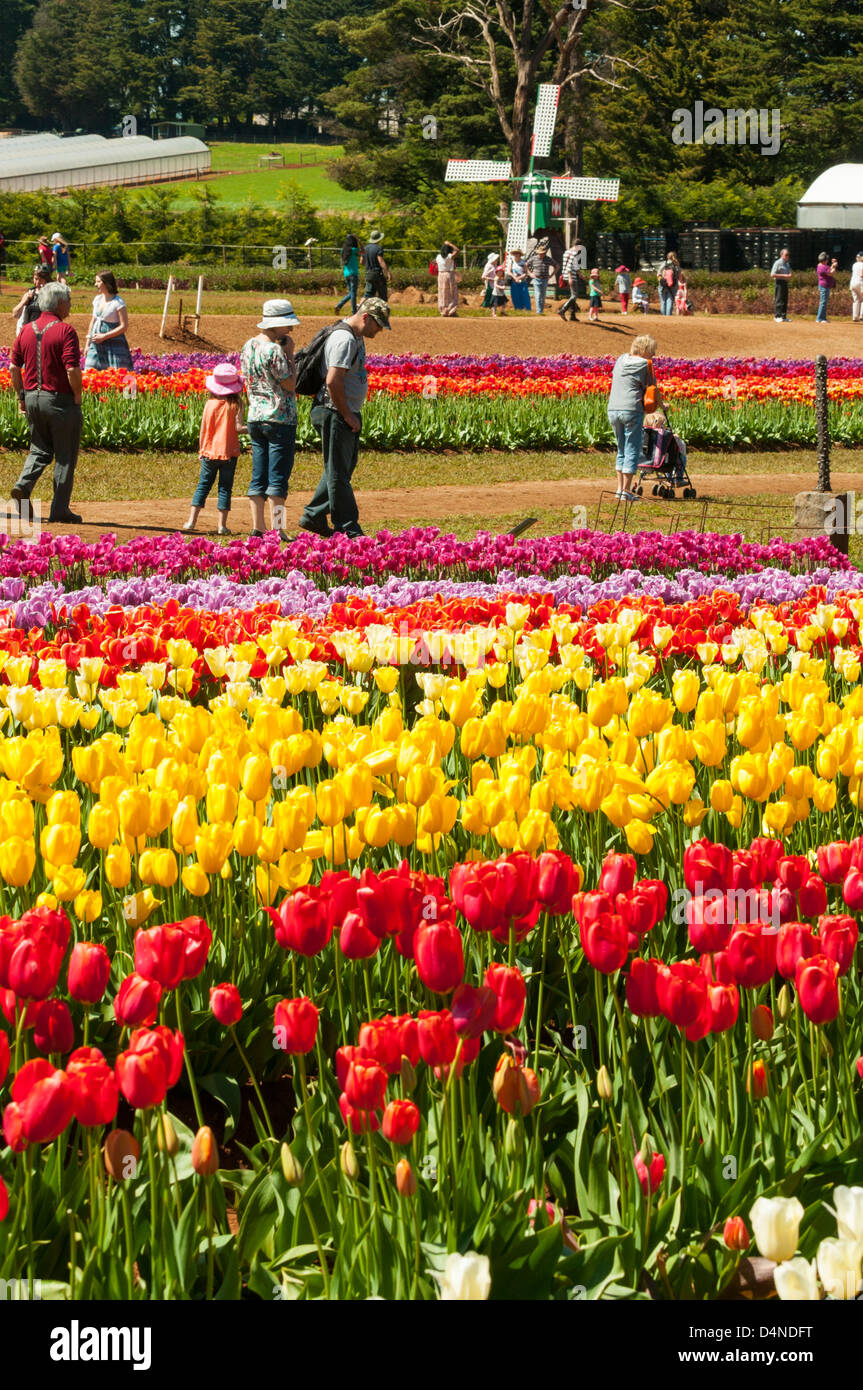 Tessalaars hires stock photography and images Alamy