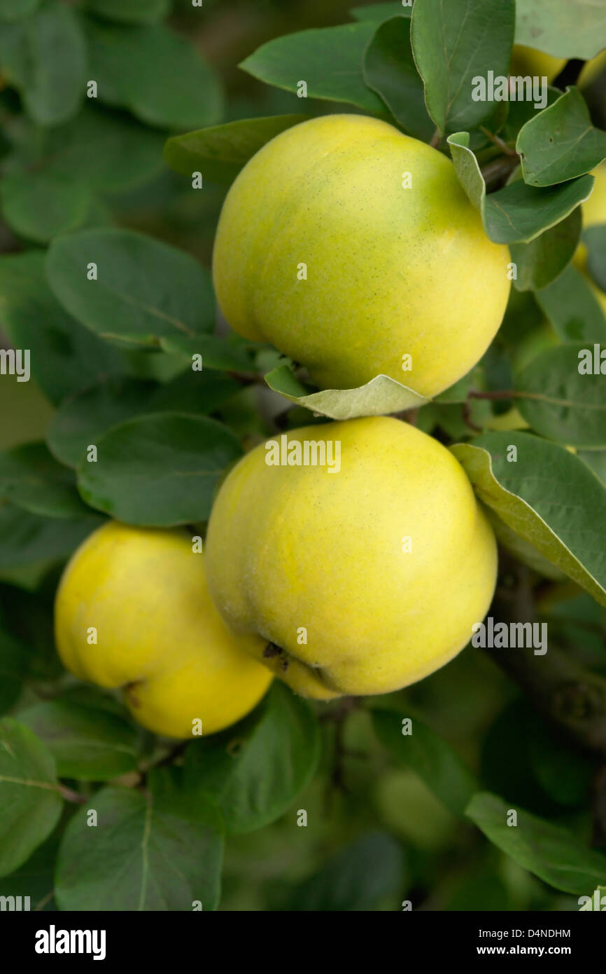 three perfect quinces at branch with green leaves Stock Photo Alamy