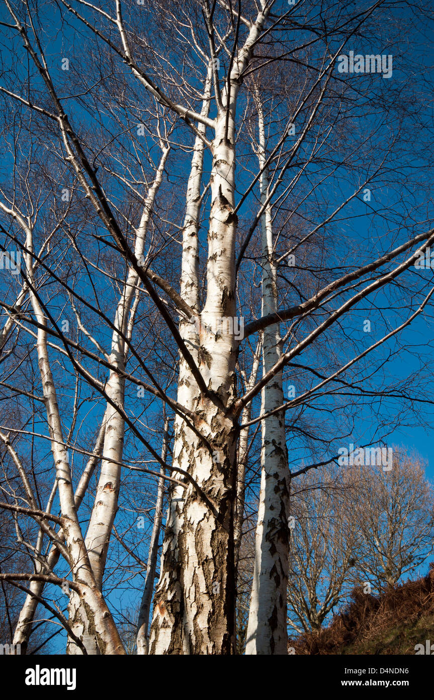 Silver Birch Tree Betula pendula growing on the side of Conwy mountain North Wales. Stock Photo