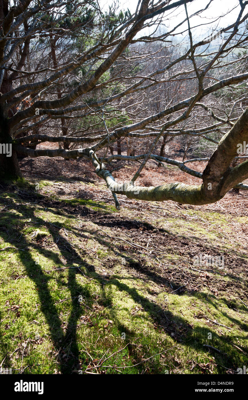 Pedunculate Oak Quercus robur growing on the side of Conwy mountain North Wales UK Stock Photo