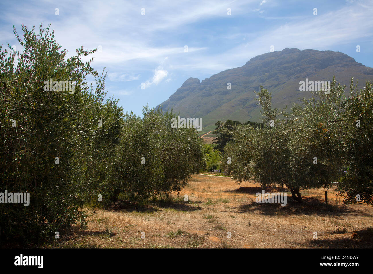 Tokara Olive Groves in Stellenbosch - Western cape - South Africa Stock Photo