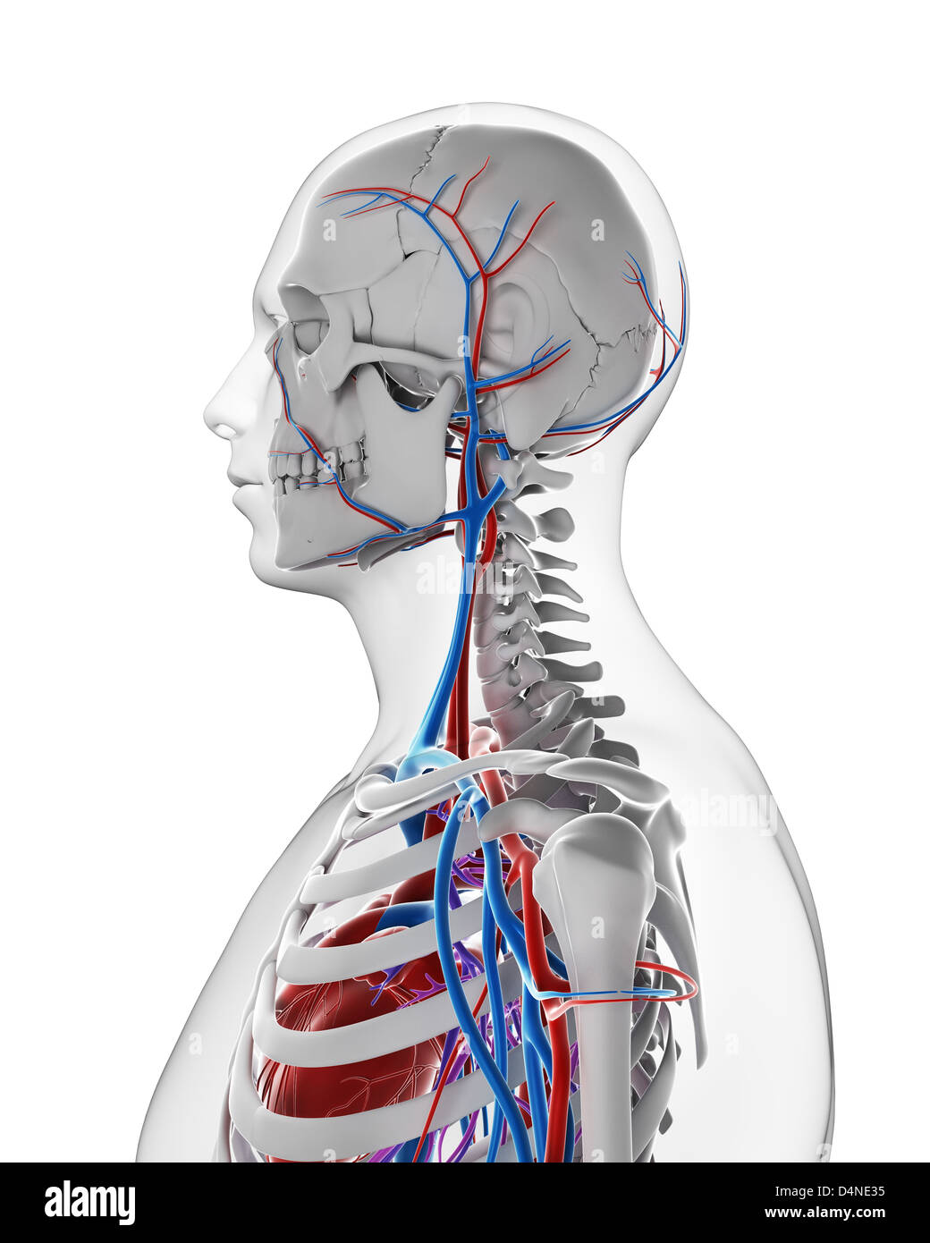 Human vascular system Stock Photo Alamy