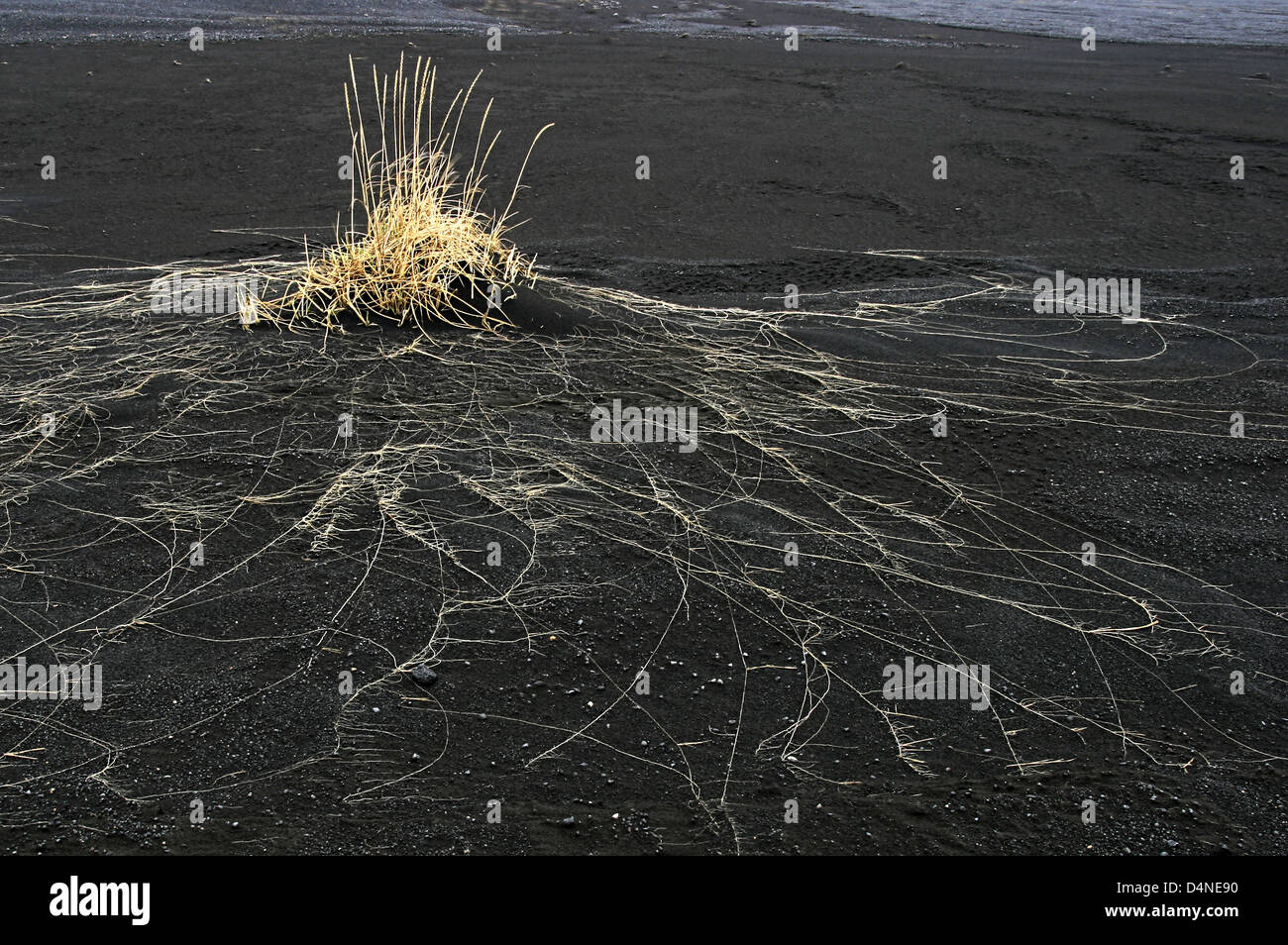 Grass on Black Volcanic Sand, Iceland Stock Photo