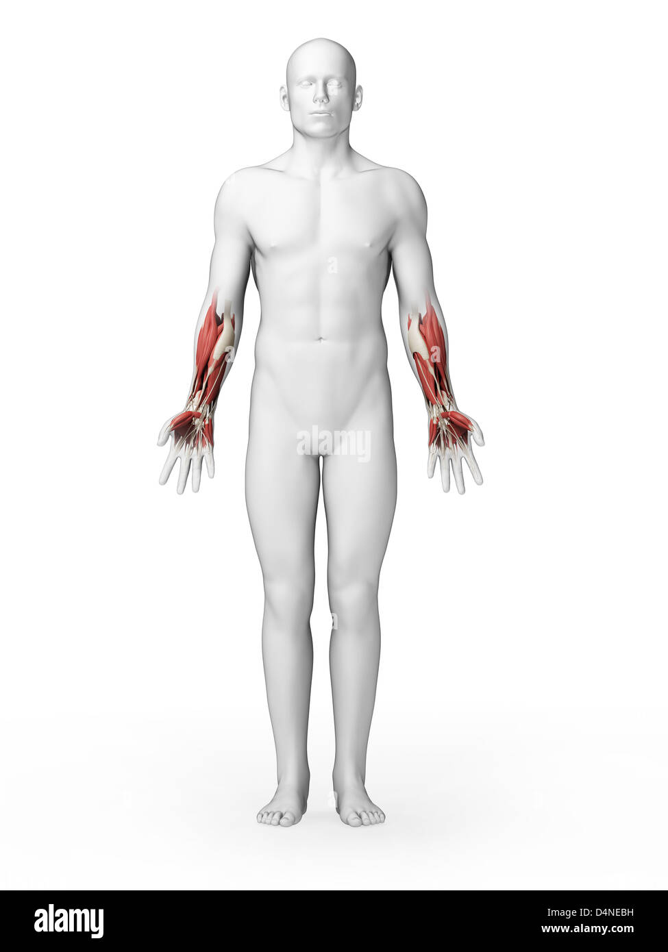 Lower arm muscles Stock Photo Alamy