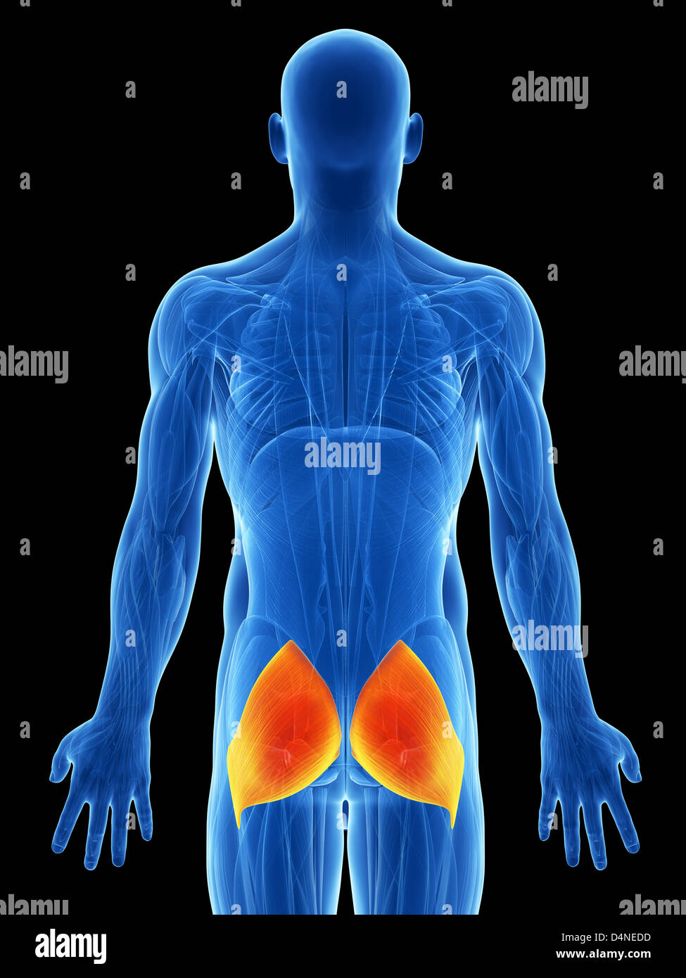 Person Bottom Muscle body anatomy hi-res stock photography and images - Alamy