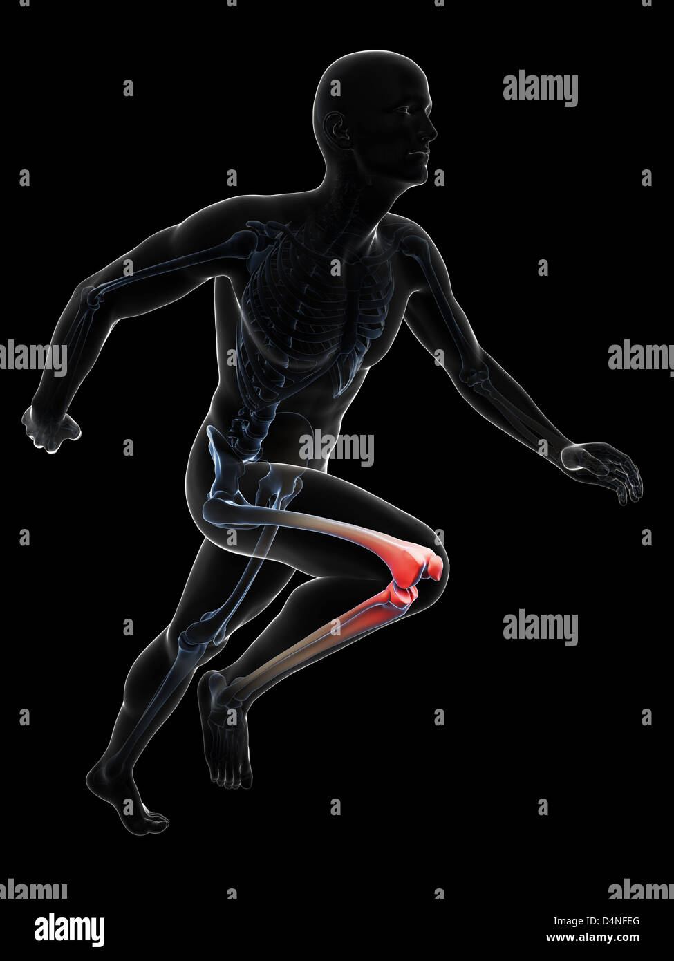 Human joint highlighted x ray hires stock photography and images Alamy