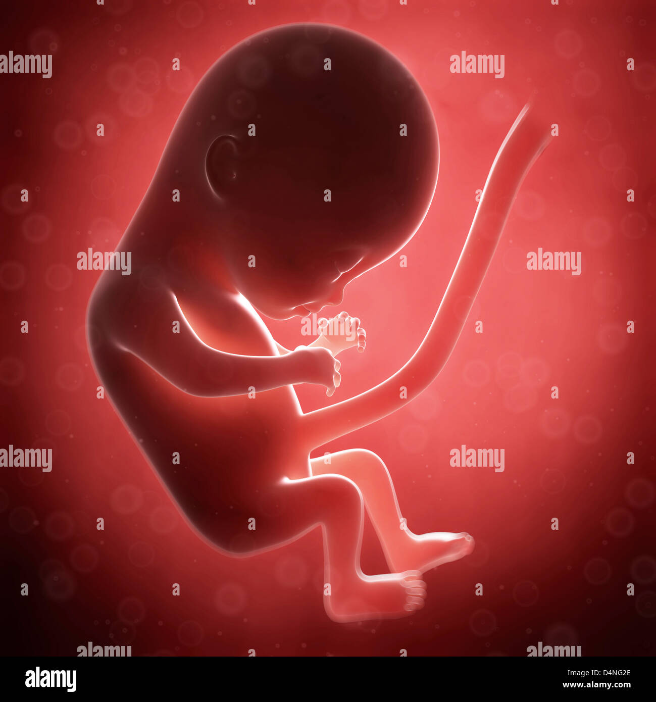 Human fetus Stock Photo