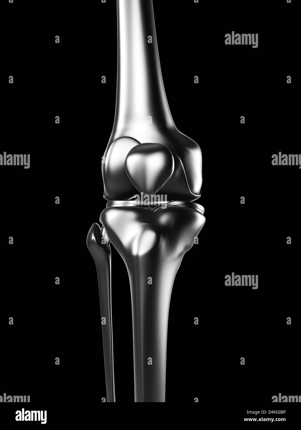 Knee anatomy Black and White Stock Photos & Images Alamy