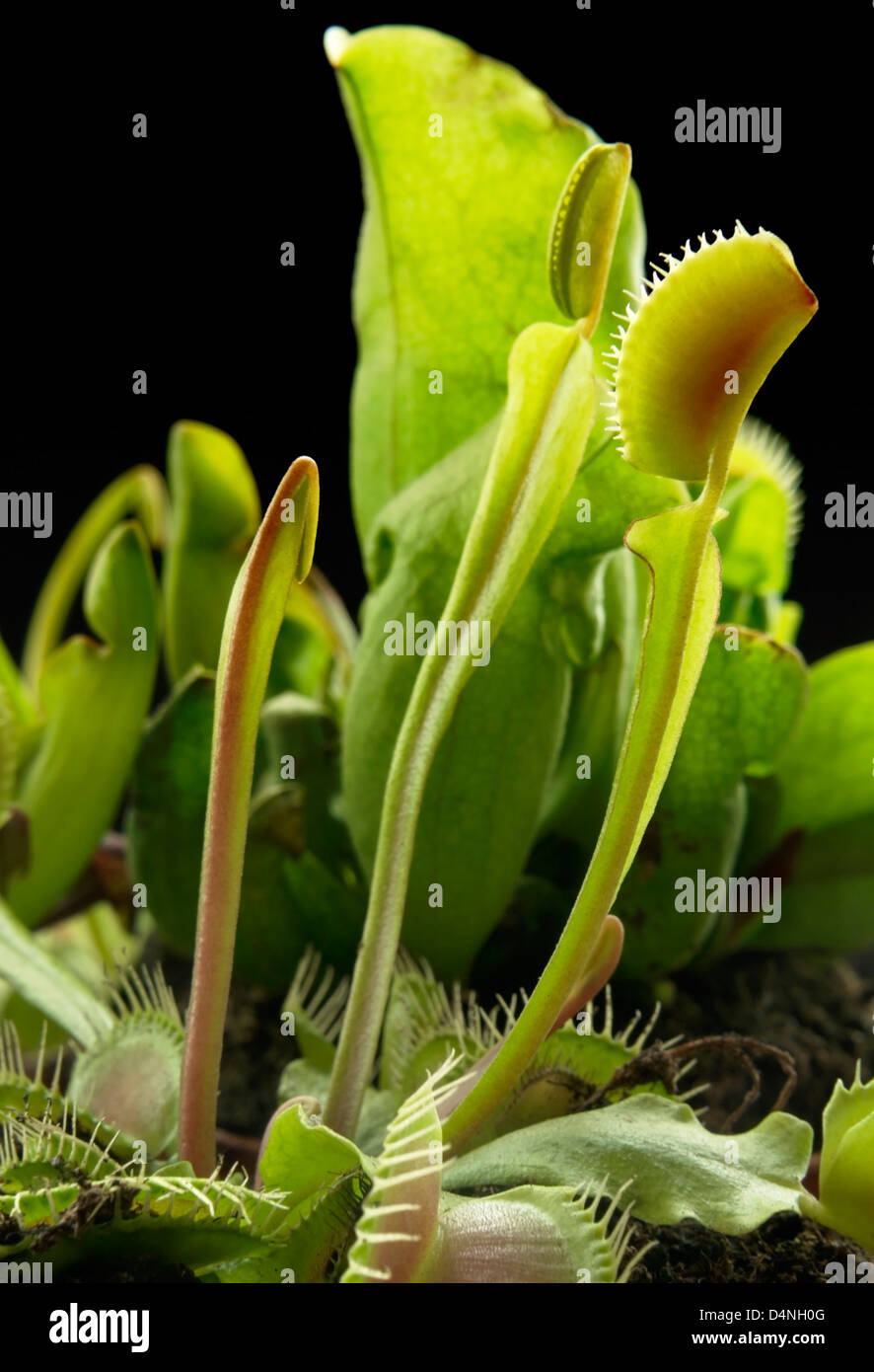 pitcher plants and venus flytrap in dark back Stock Photo Alamy