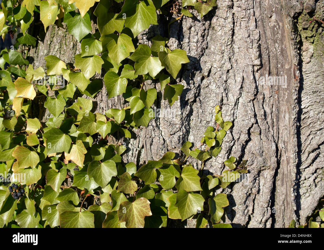 natural background with ivyleaves on bark Stock Photo