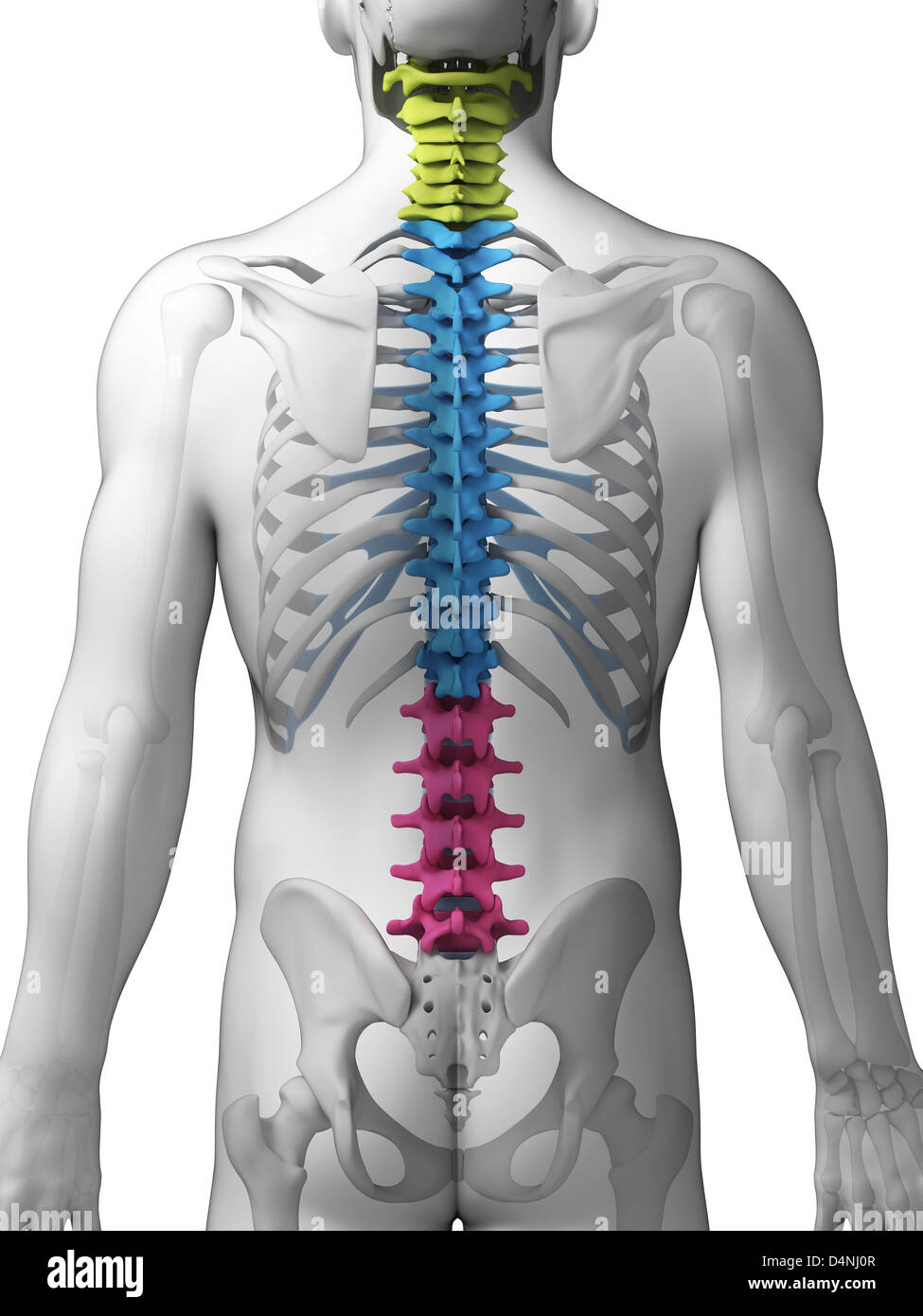 sections of the spine sections of the spine