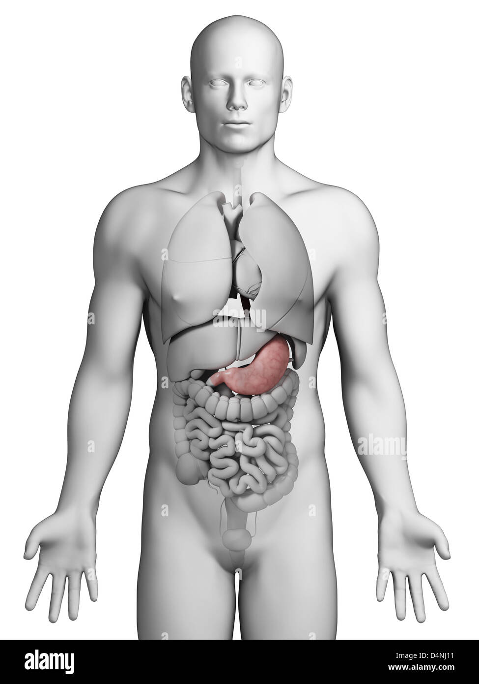 Human stomach internal organ hires stock photography and images Alamy