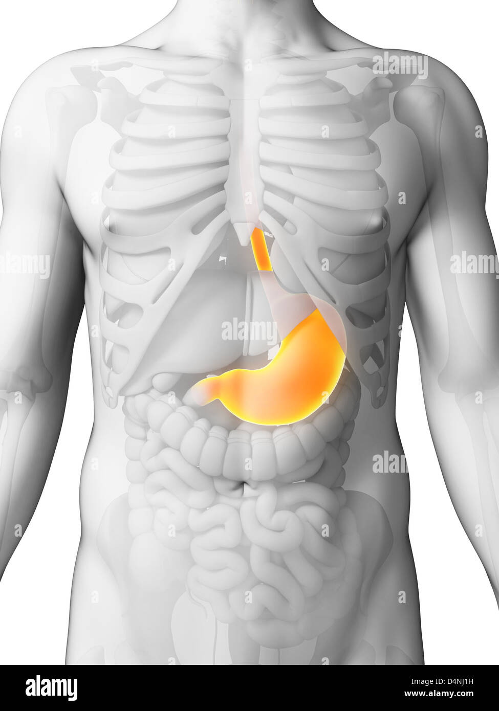 Highlighted stomach Stock Photo