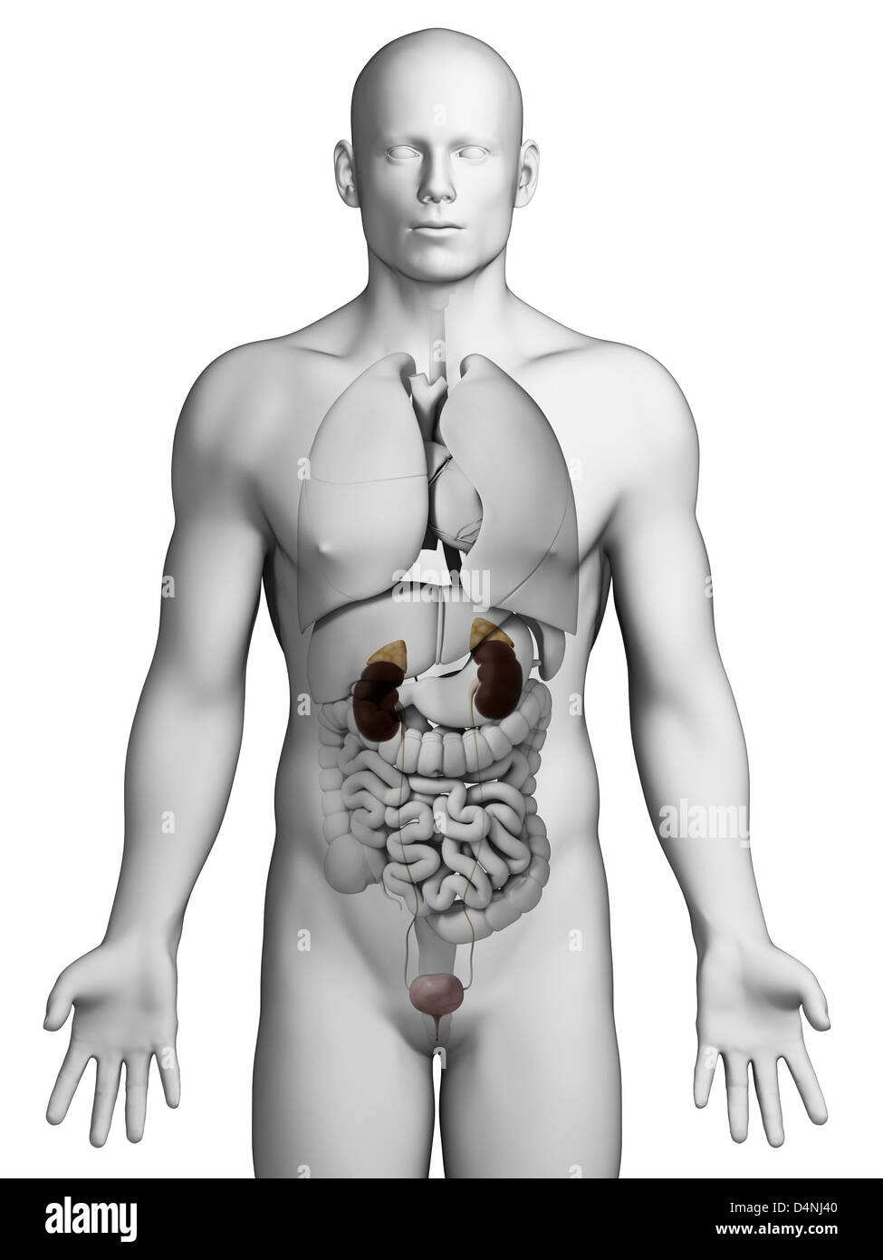 Male urinary system Stock Photo