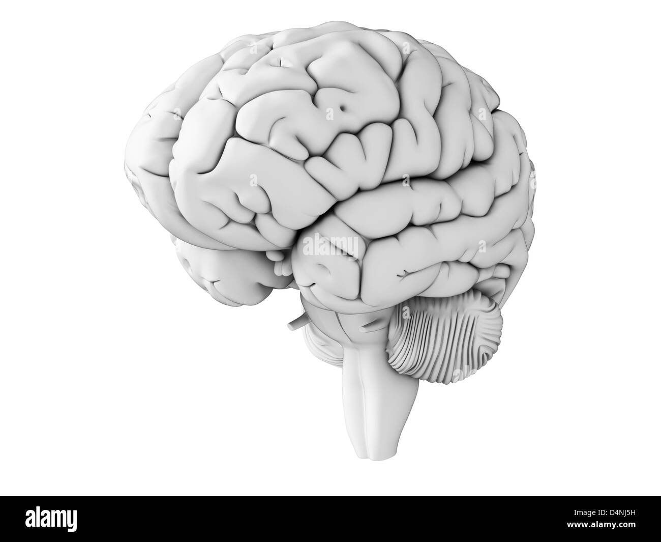 Human cortex cerebral mind organ neural Black and White Stock Photos