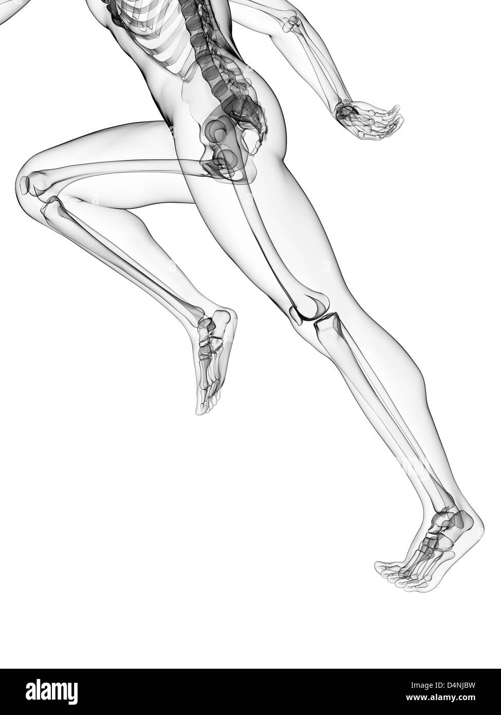 Spine anatomy Black and White Stock Photos & Images Alamy