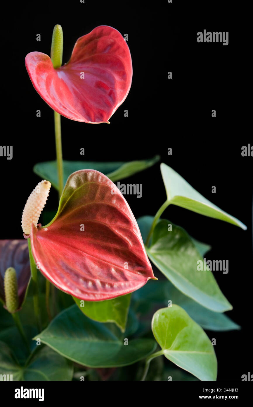 detail of a red Flamingo Flower in black back Stock Photo