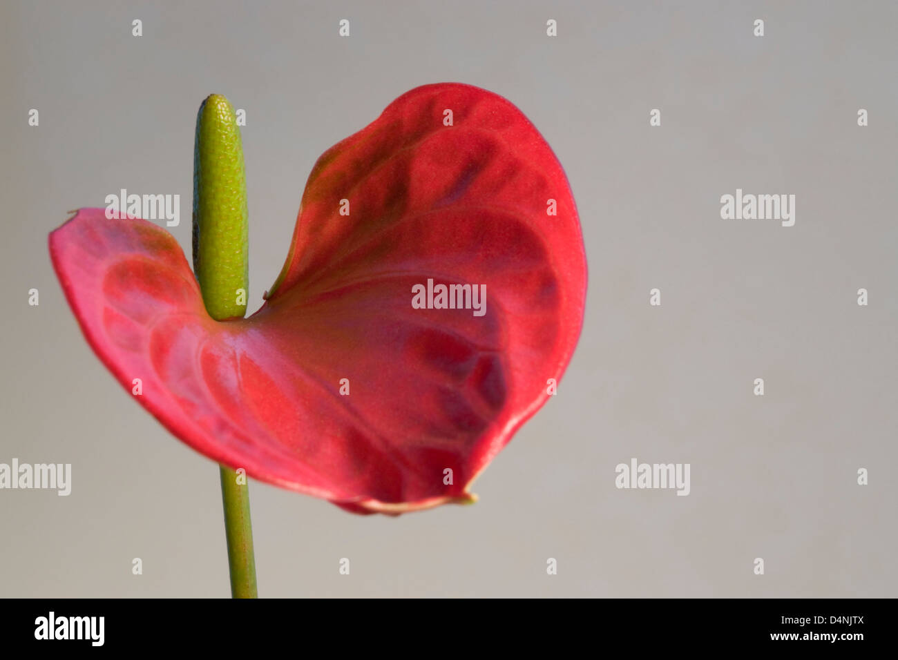 detail of a red Flamingo Flower in light grey back Stock Photo