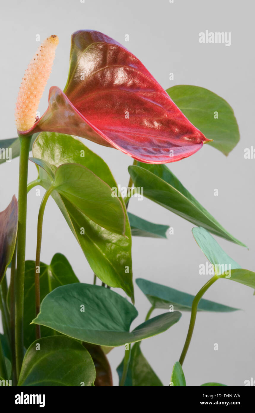 detail of a red Flamingo Flower in light grey back Stock Photo