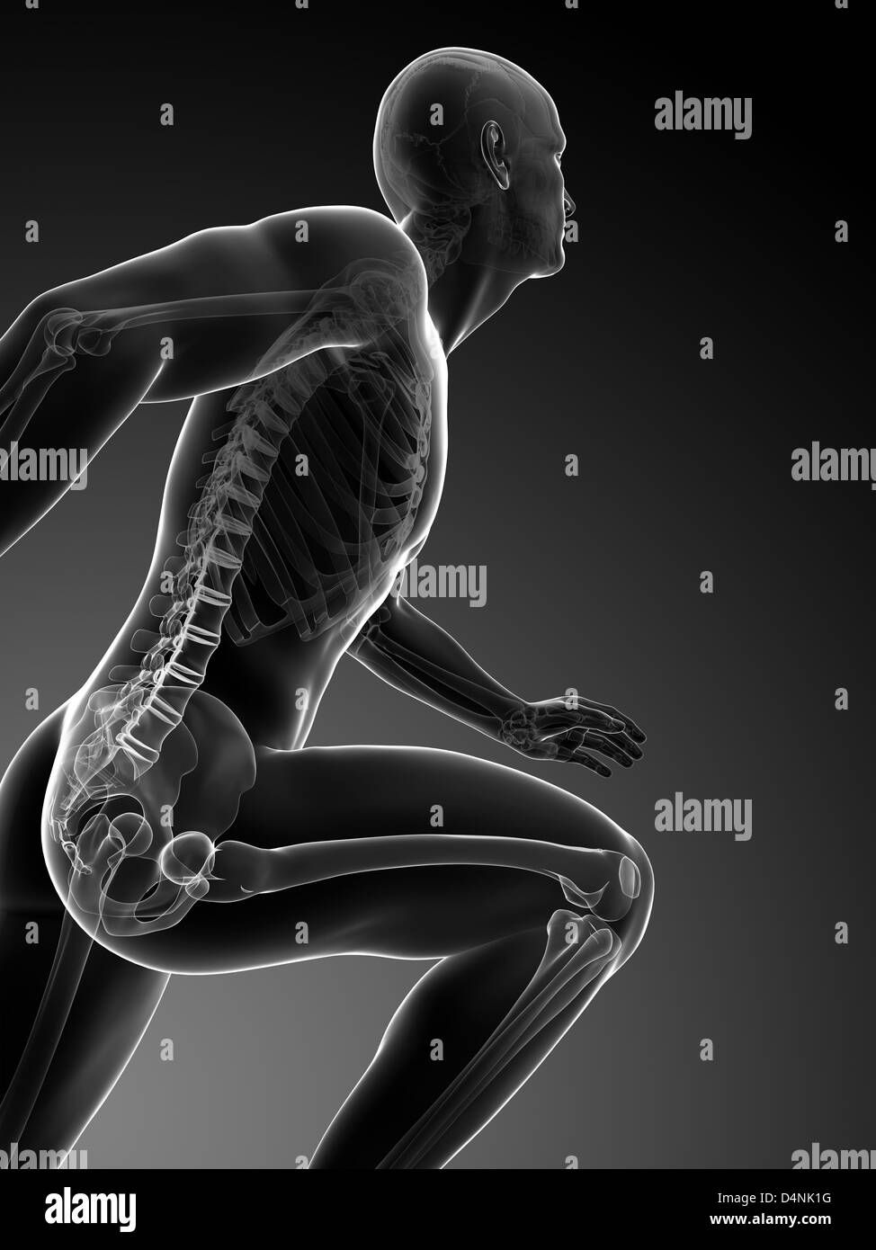 Skeleton running athlete Black and White Stock Photos & Images Alamy