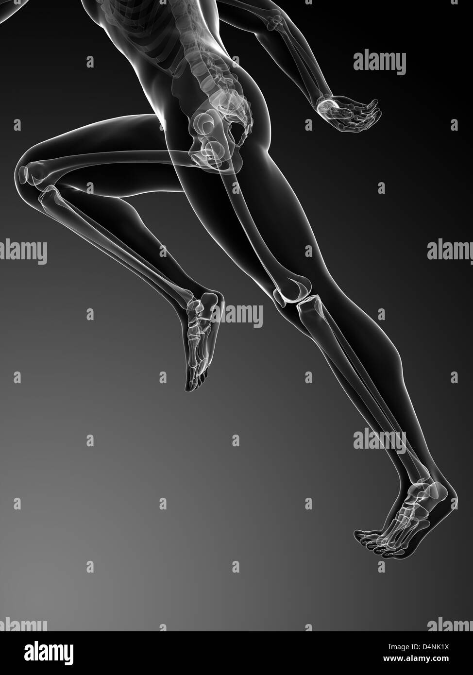 Human hip bones Black and White Stock Photos & Images Alamy