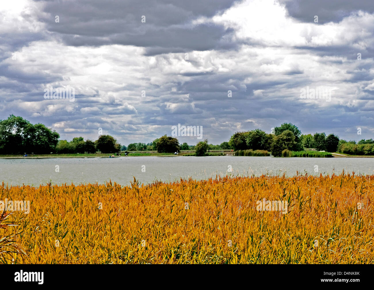 Bucks - Startops End reservoir - reed beds - shining water - summer day - mother of pearl sky - computer enhanced study Stock Photo