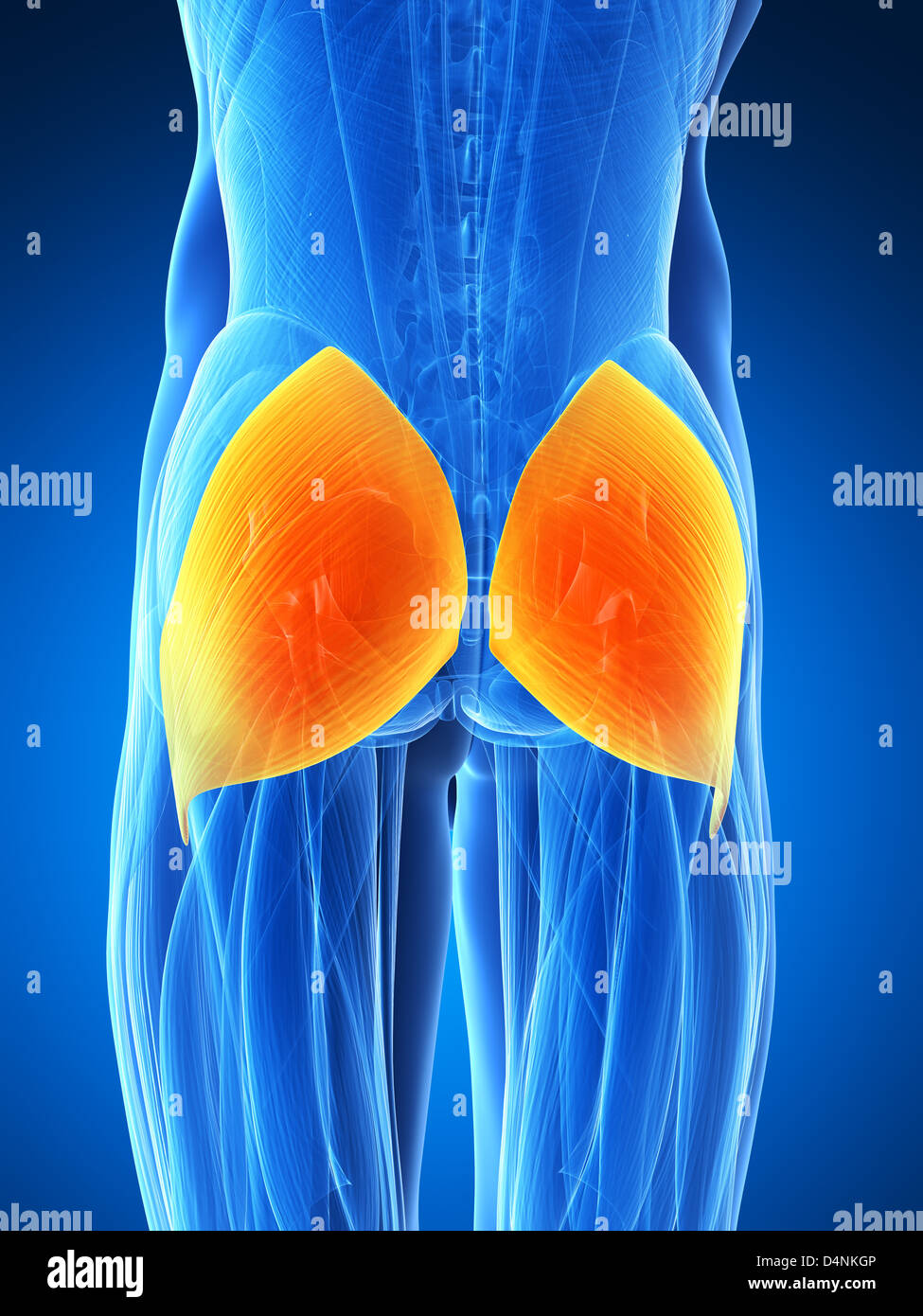 Human gluteus maximus Stock Photo Alamy