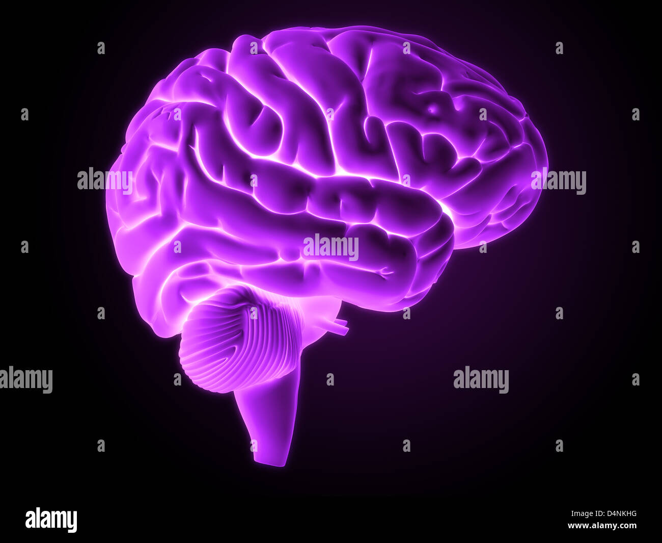 Human brain Stock Photo