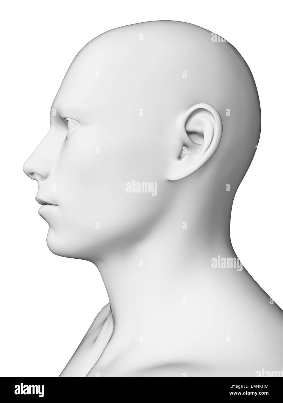 White male head Stock Photo Alamy