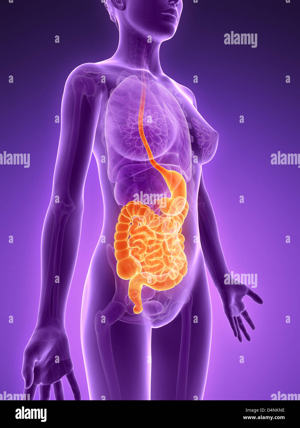 Female Small Intestine Stock Photos & Female Small Intestine Stock