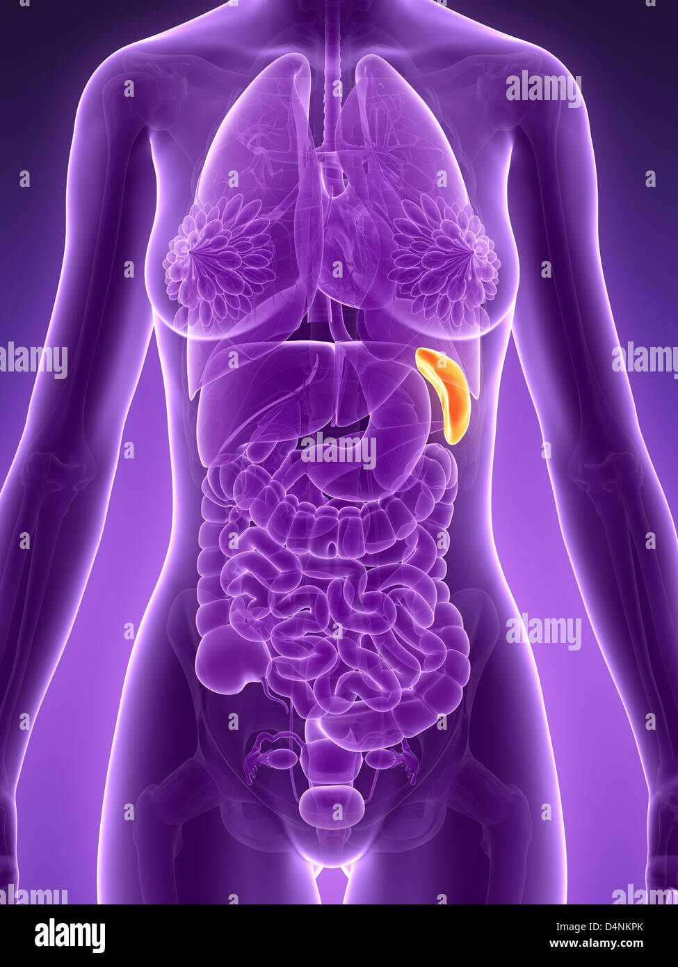 Female spleen Stock Photo - Alamy