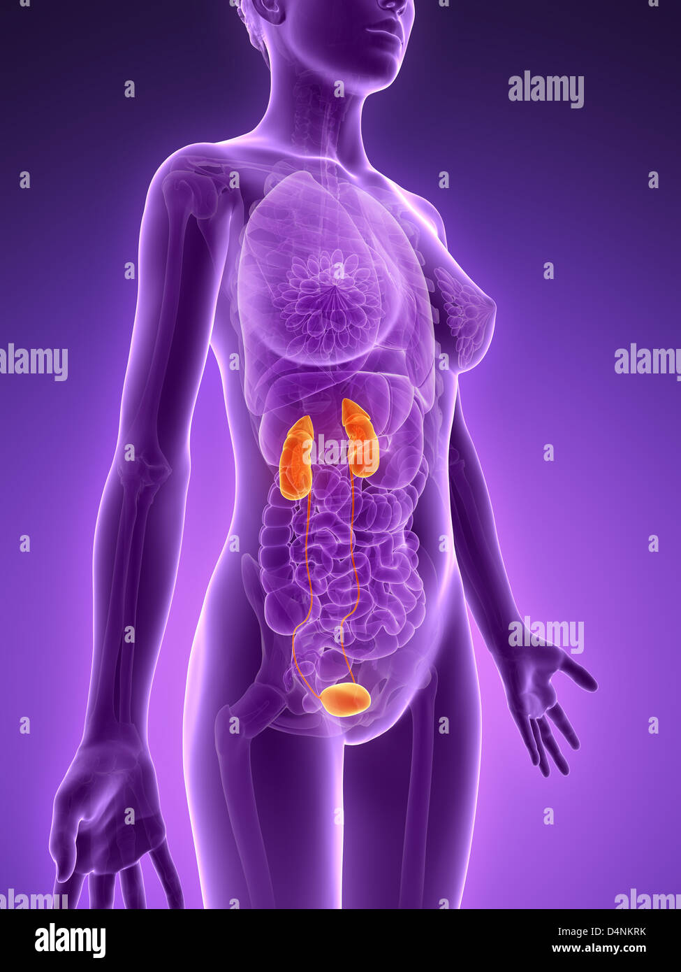 Female urinary system Stock Photo