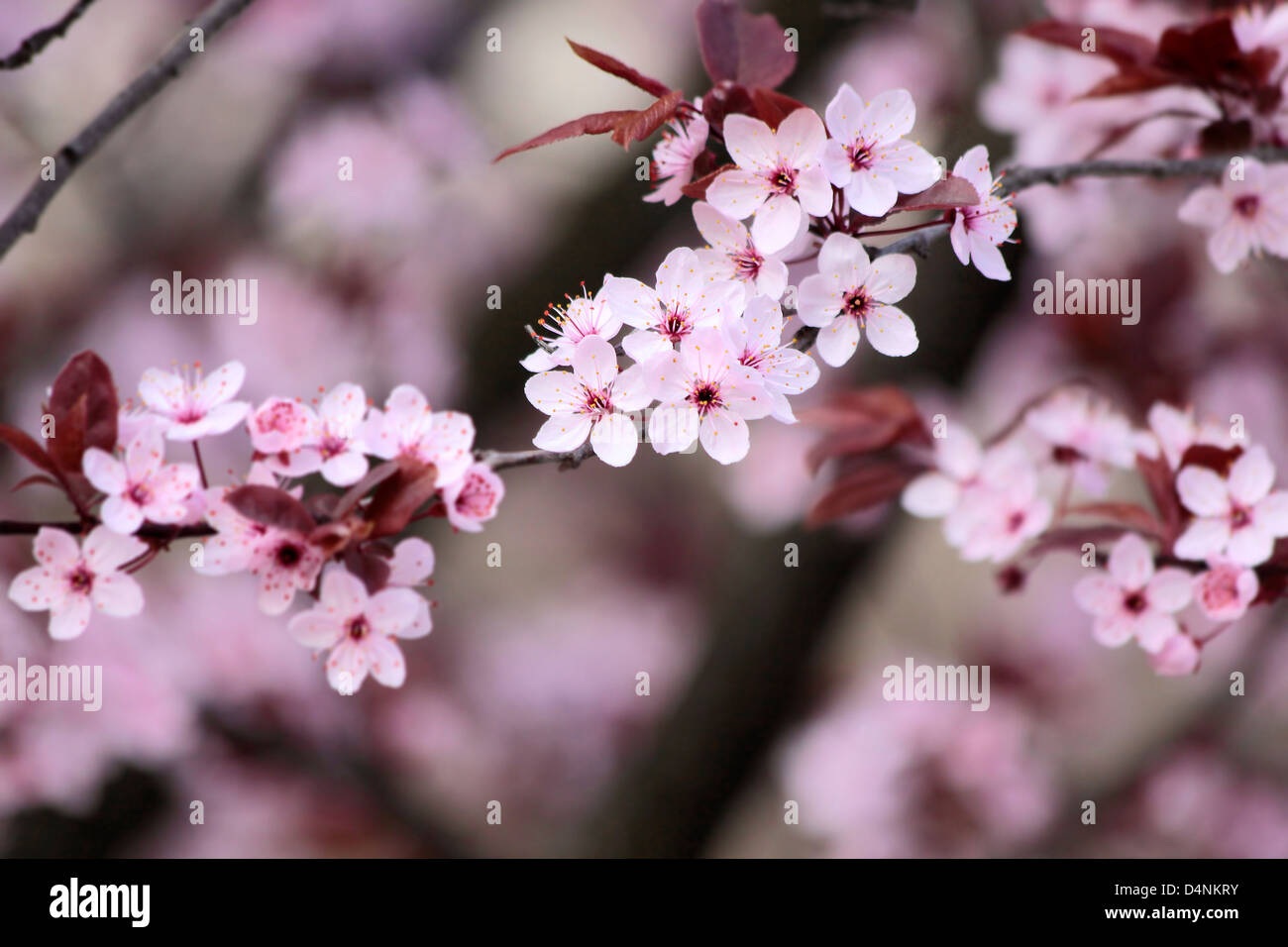 Japanese cherry blossoms in the park Stock Photo