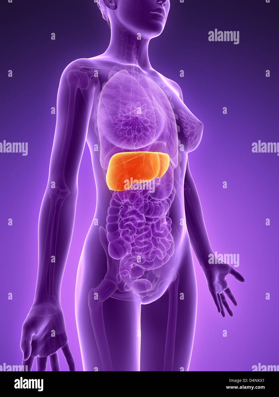 Human liver Stock Photo