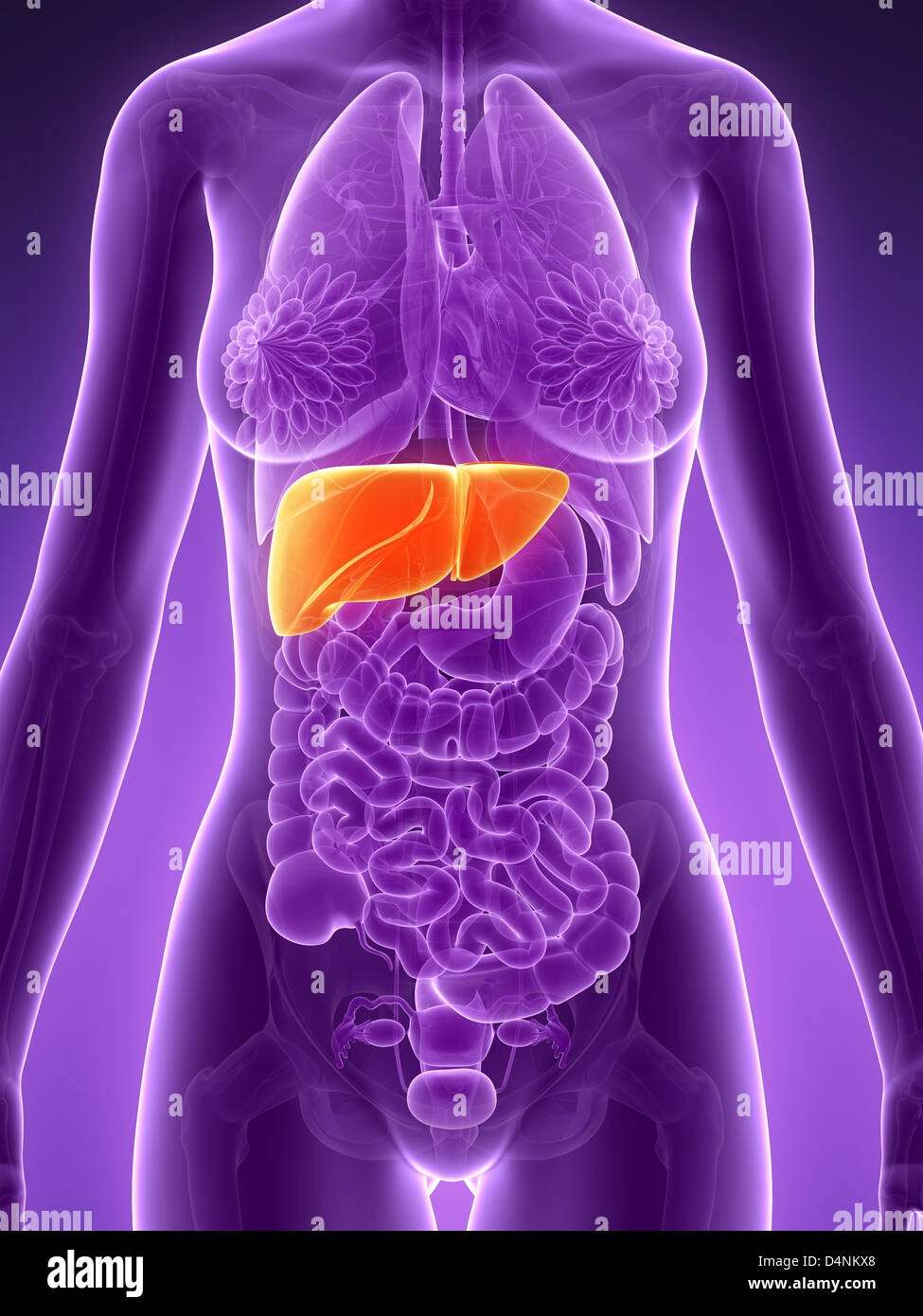 Human liver Stock Photo