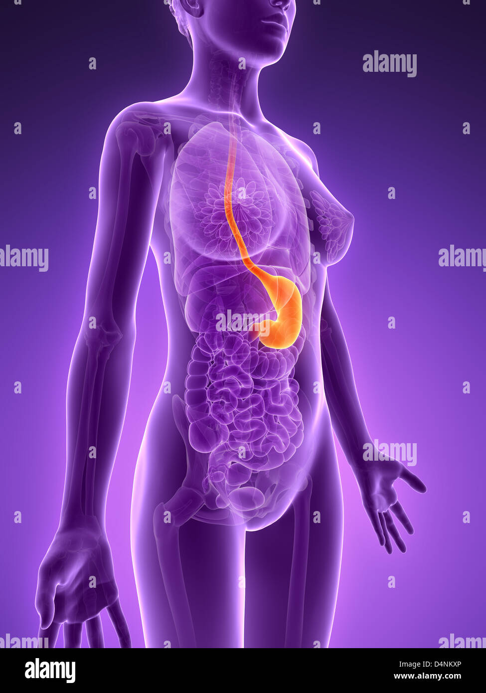 Human stomach lining hires stock photography and images Alamy