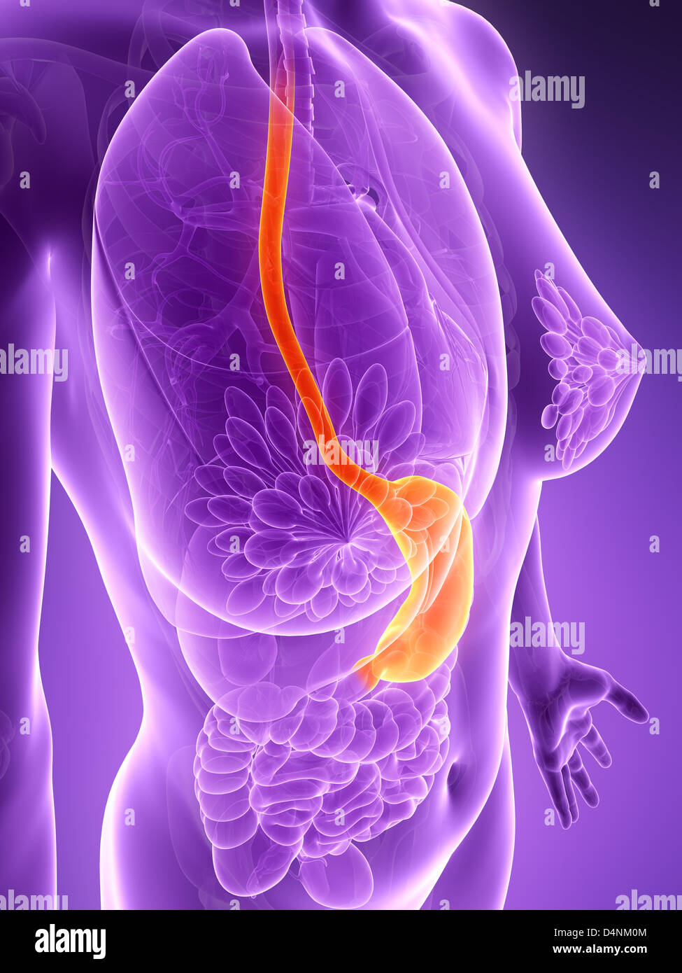 Human stomach lining hires stock photography and images Alamy