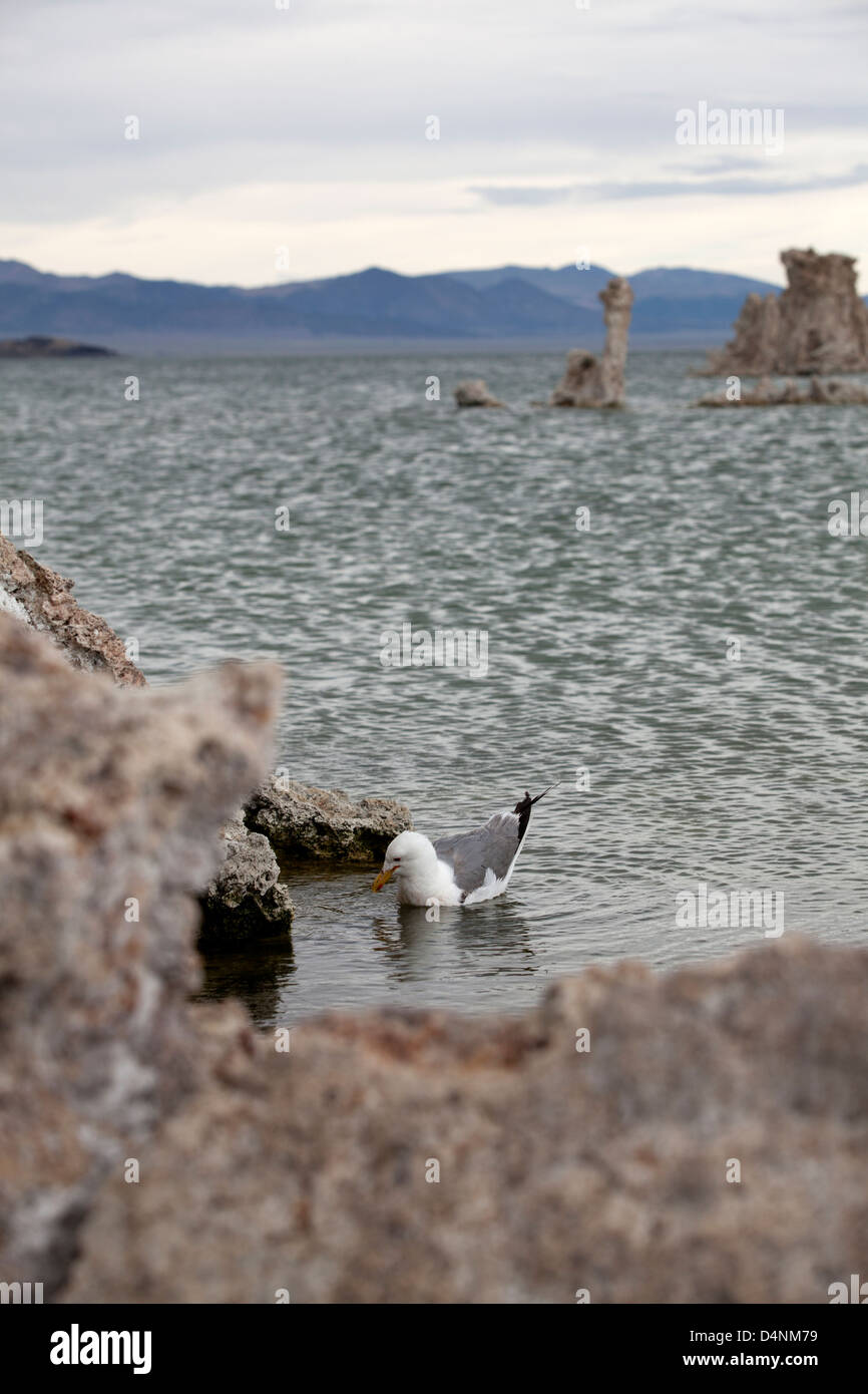 A California Gull at Mono Lake, California, USA Stock Photo