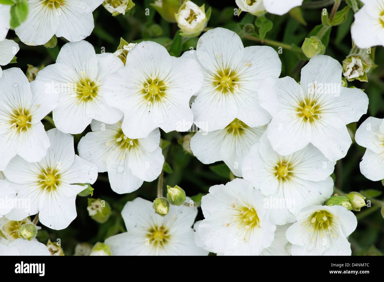 Arenaria montana. Sandwort. Carophyllaceae Stock Photo