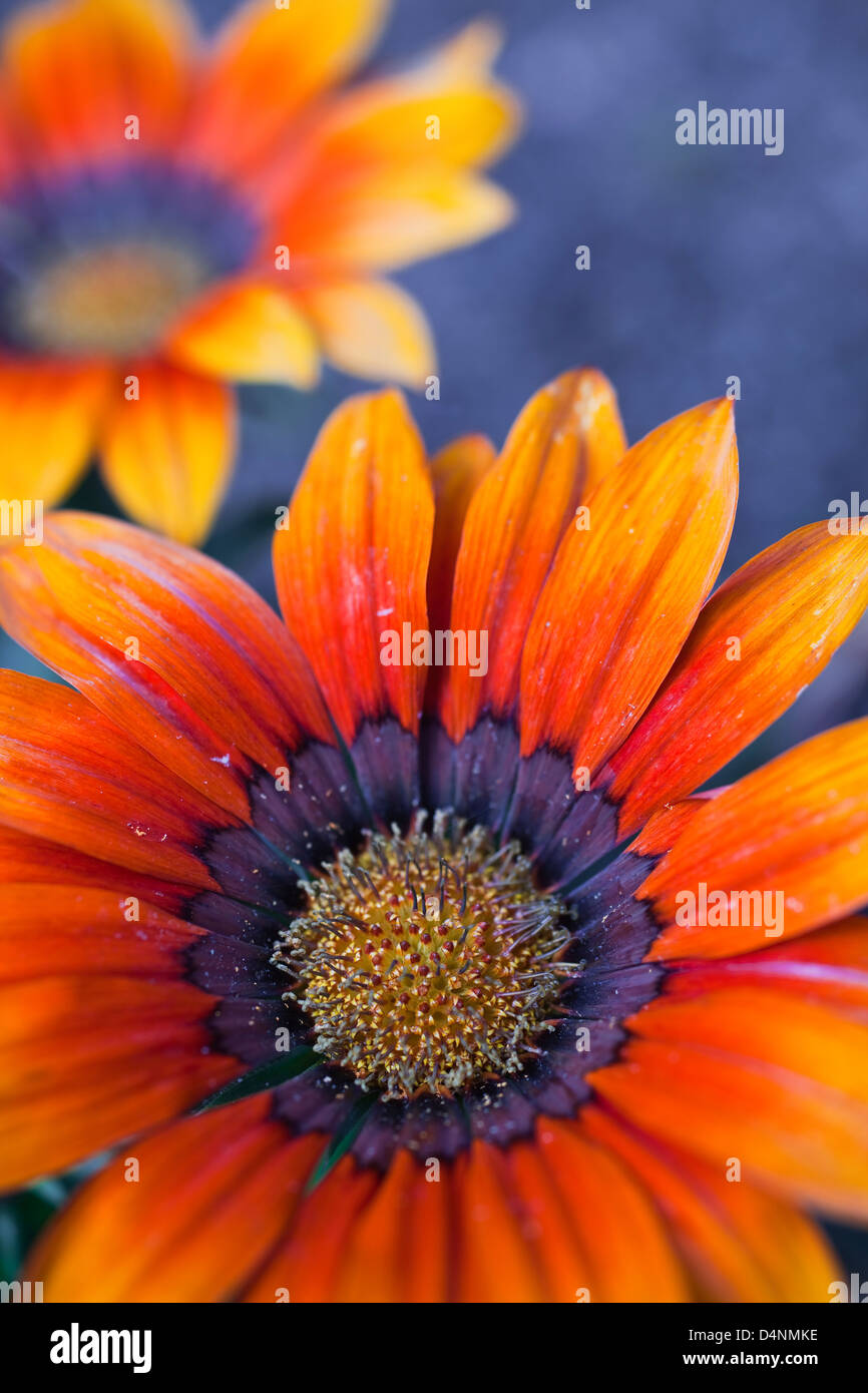 A gazania plant from the family Asteraceae, native to Southern Africa. Stock Photo