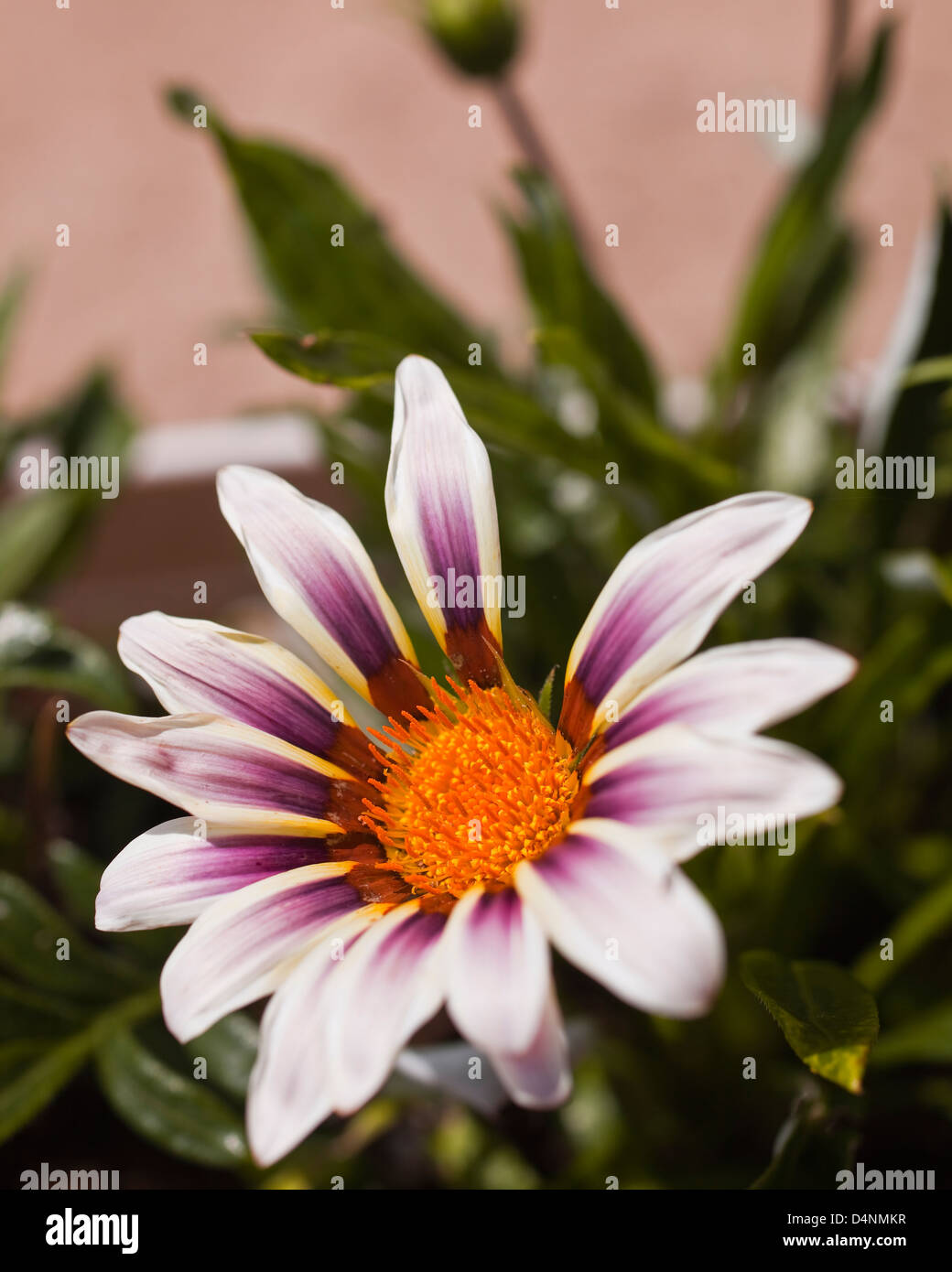 A gazania plant from the family Asteraceae, native to Southern Africa. Stock Photo