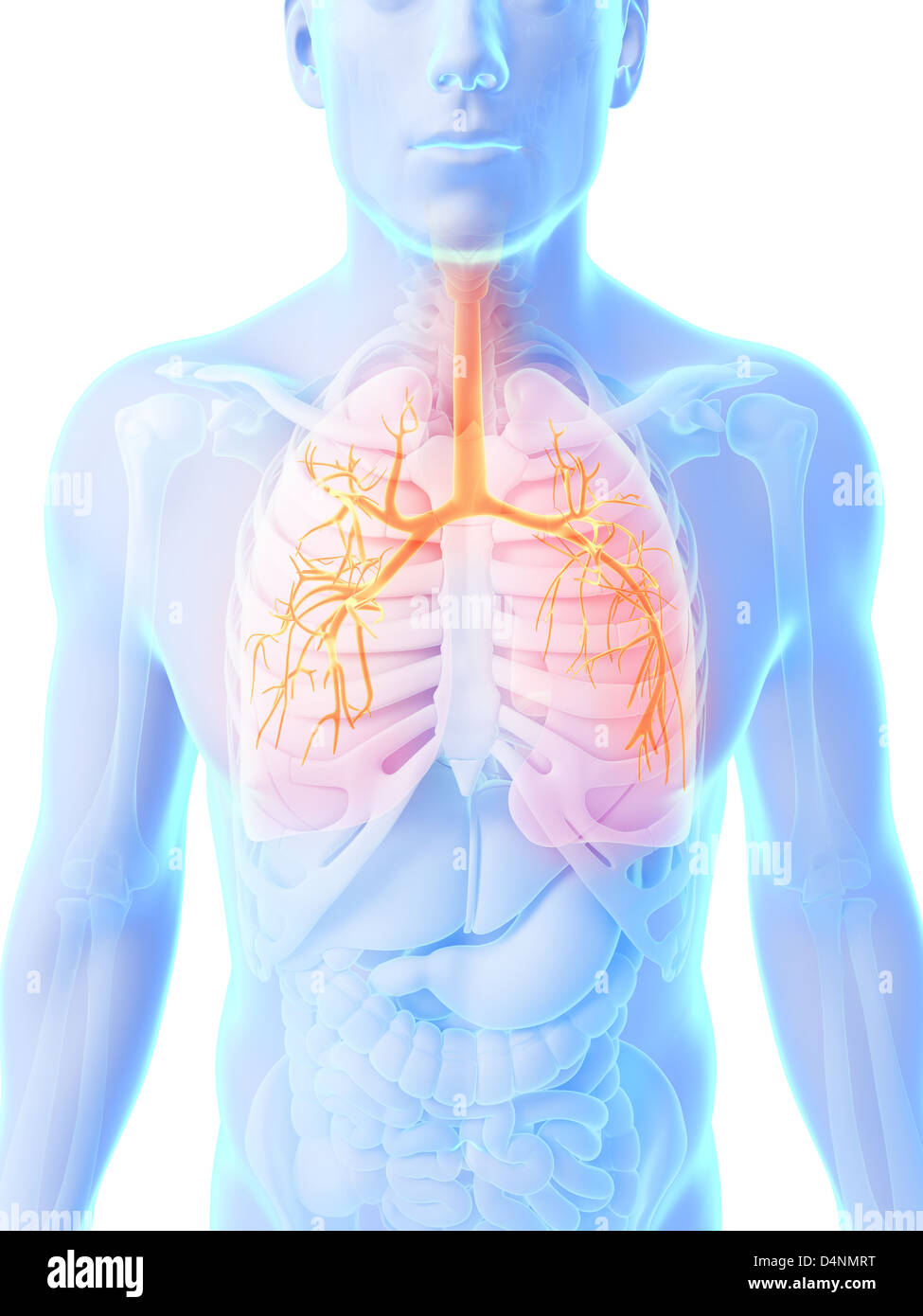 Male lung Stock Photo