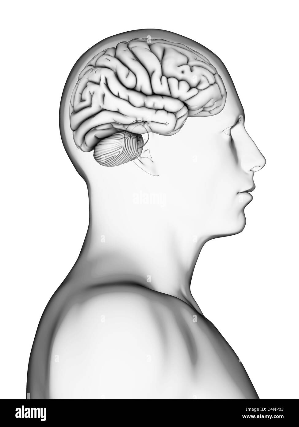 Male brain Stock Photo