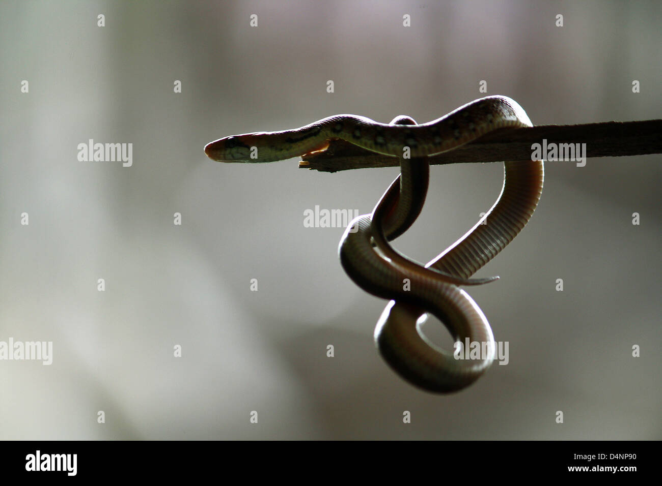 Trinket snake hi-res stock photography and images - Alamy