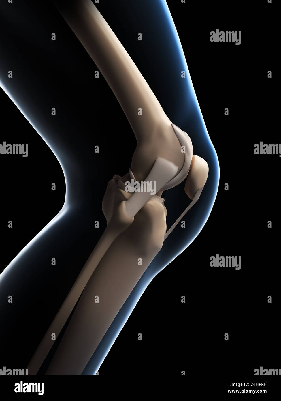 Anatomy of the knee Stock Photo