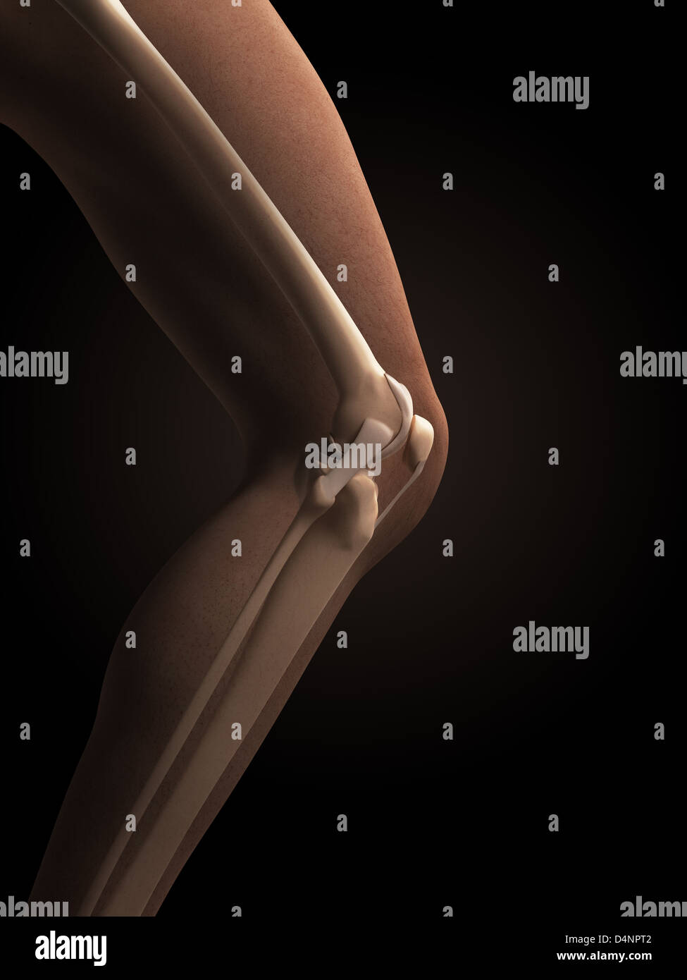 Anatomy of the knee Stock Photo