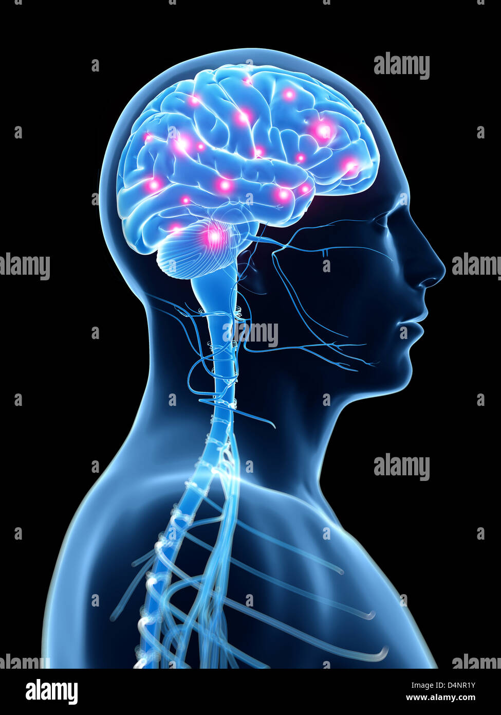 Human brain skeleton within male hi-res stock photography and images - Alamy