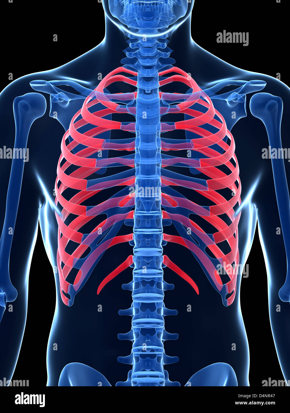 Male chest bones hires stock photography and images Alamy