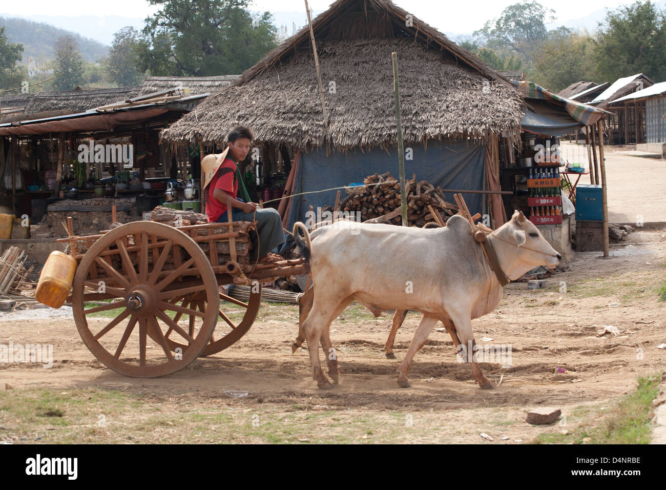 Wood ox hires stock photography and images Alamy